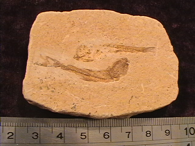 Fossil - Fish - Dastilbe - Pair - Click Image to Close
